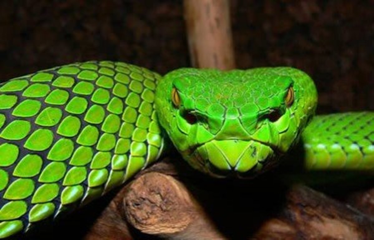 is-that-snake-venomous-a-guide-to-the-key-characteristics-of