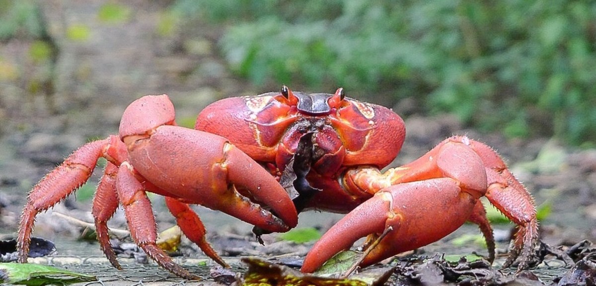 A Christmas Island red crab feeding on dead leaves