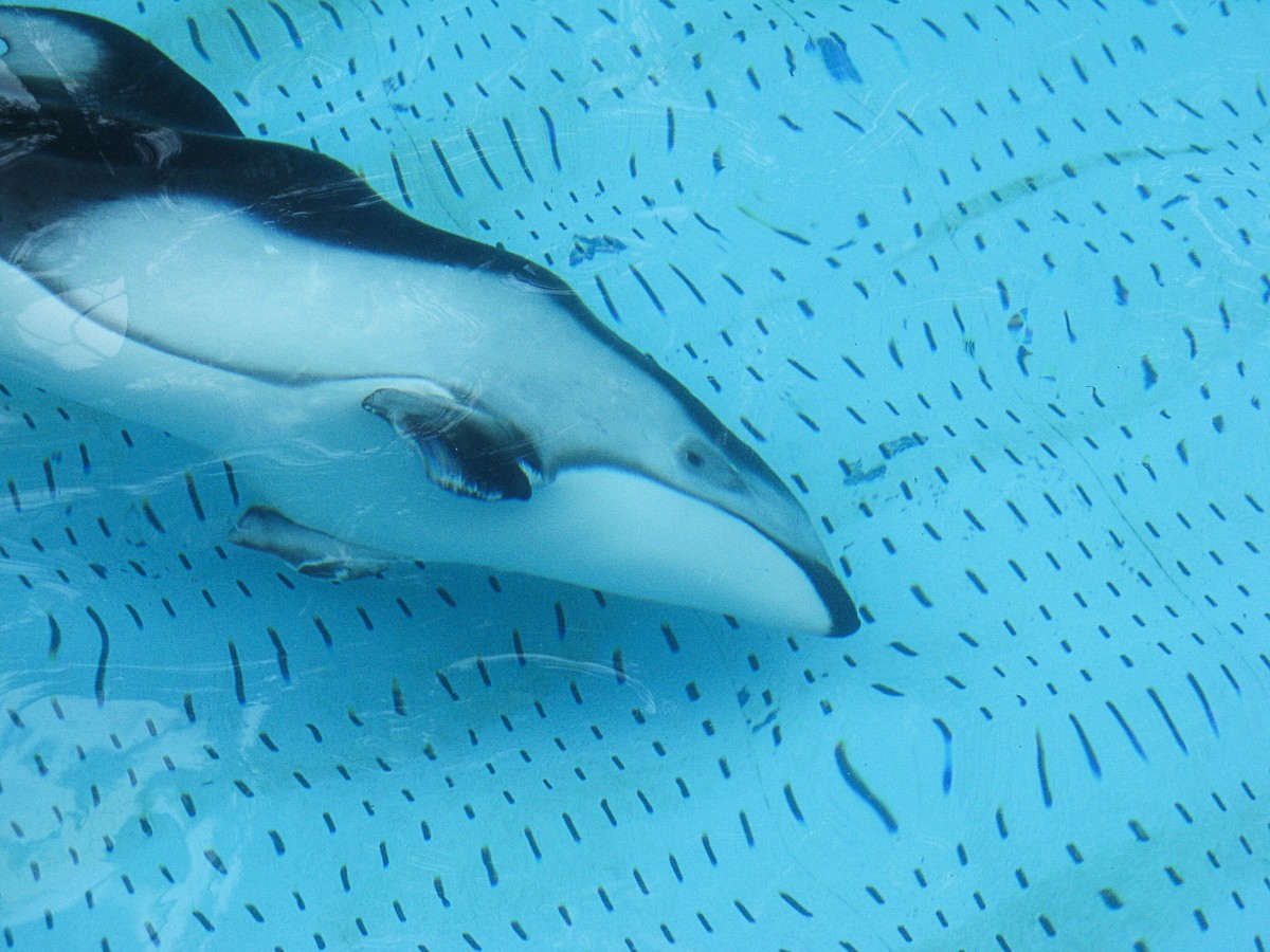This photo shows Helen's partially amputated pectoral fins or flippers. She's swimming in a small holding pool, which is connected to a larger and much deeper tank.