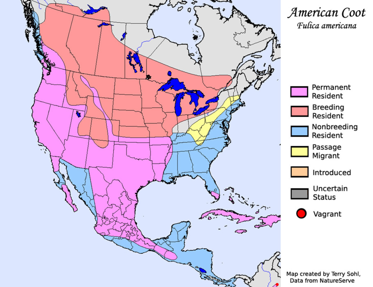 An American coot range map.