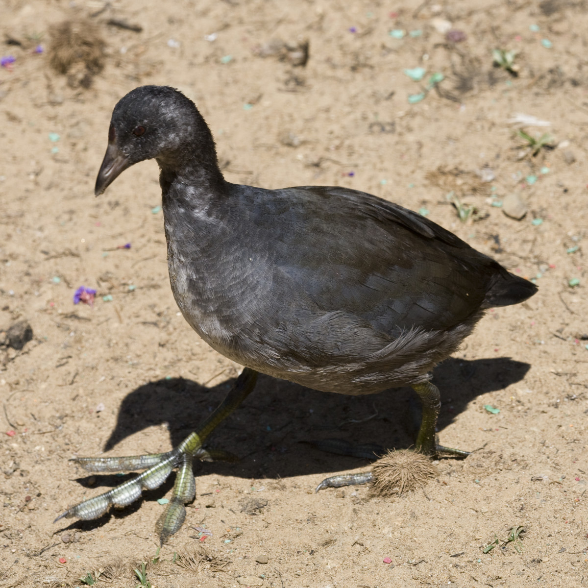 A juvenile American Coot. Just look at those feet!