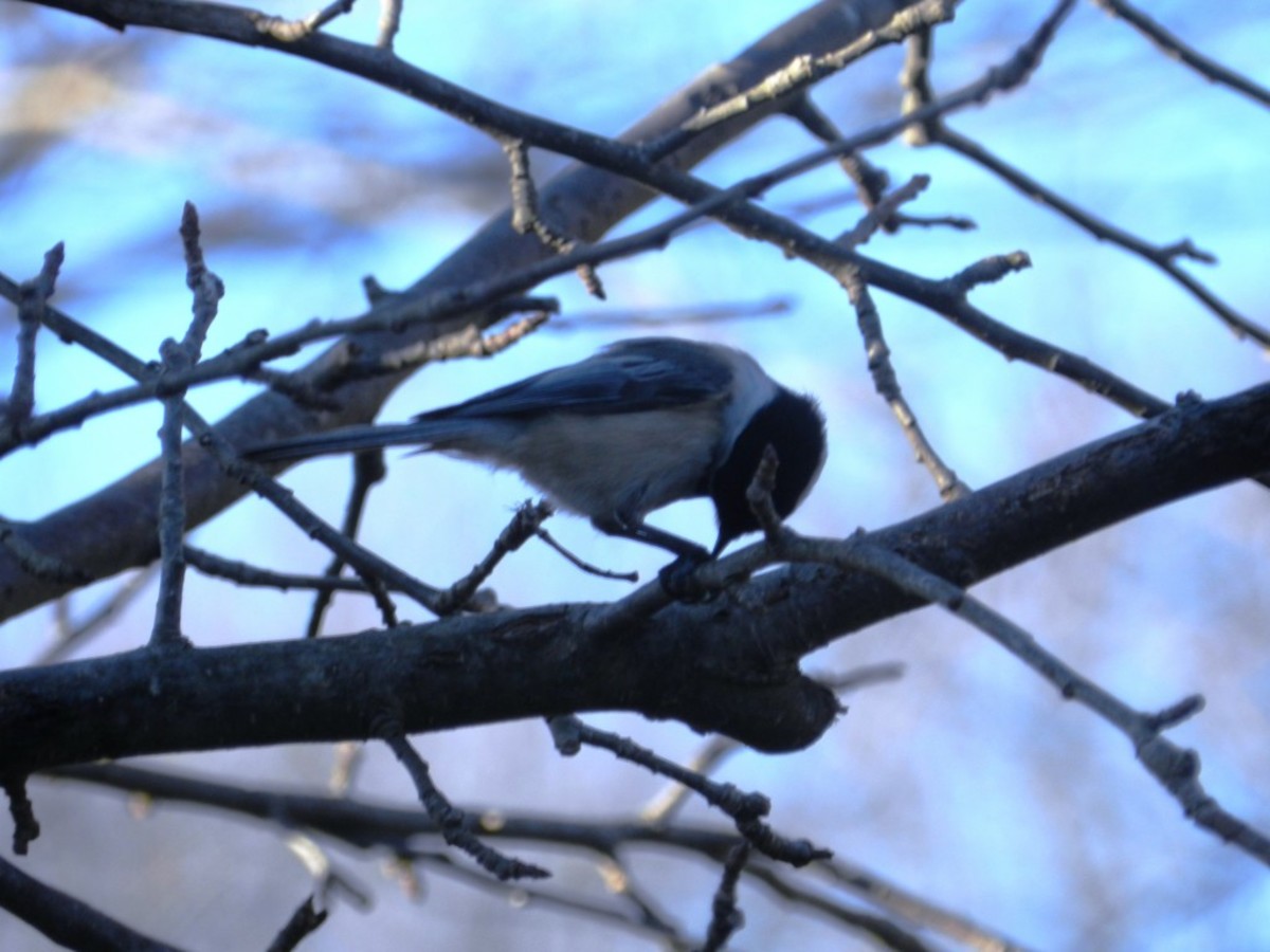 Black-capped Chickadees will steal away sunflower seeds to be cracked open in the safety of a nearby tree.
