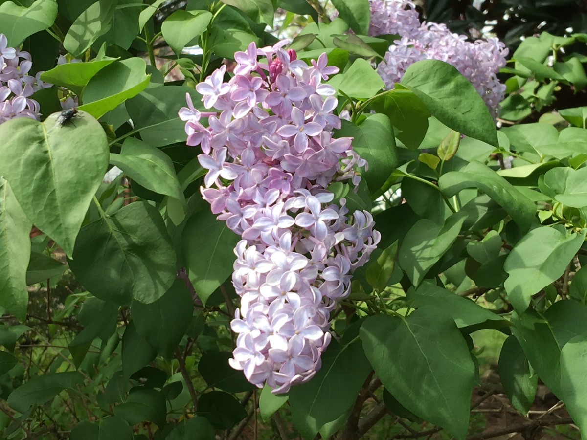 Lilacs - In my backyard