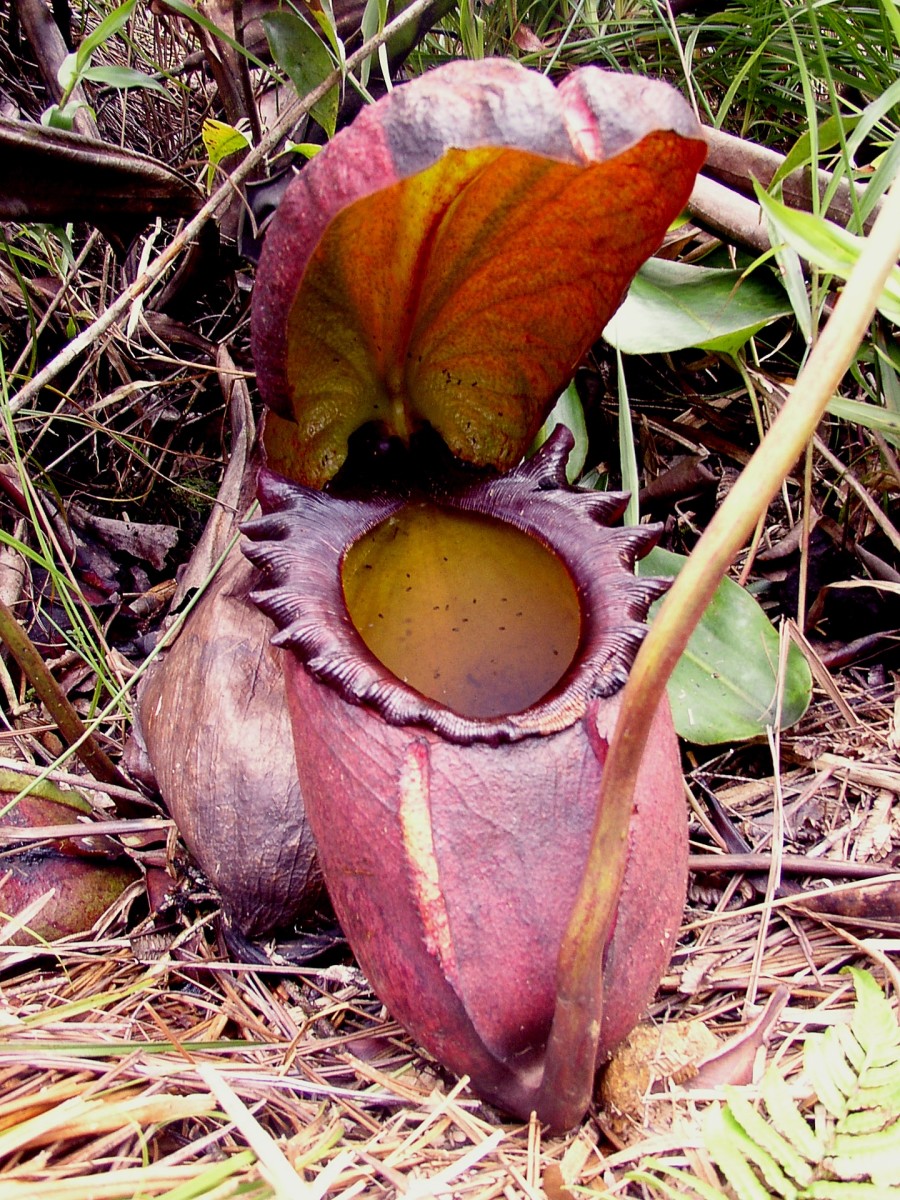 Nepenthes rajah pitchers may be as tall as fourteen inches. The plant sometimes catches small rodents or amphibians. Its normal prey is insects.