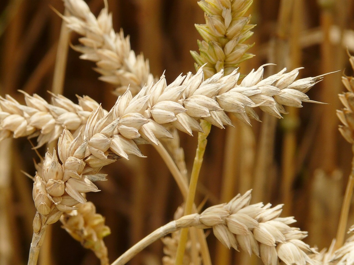 Wheat contains gluten, which is harmful for people with celiac disease.