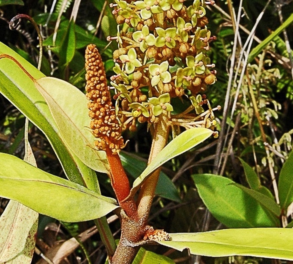Panicles and flowers of Nepenthes ampullaria