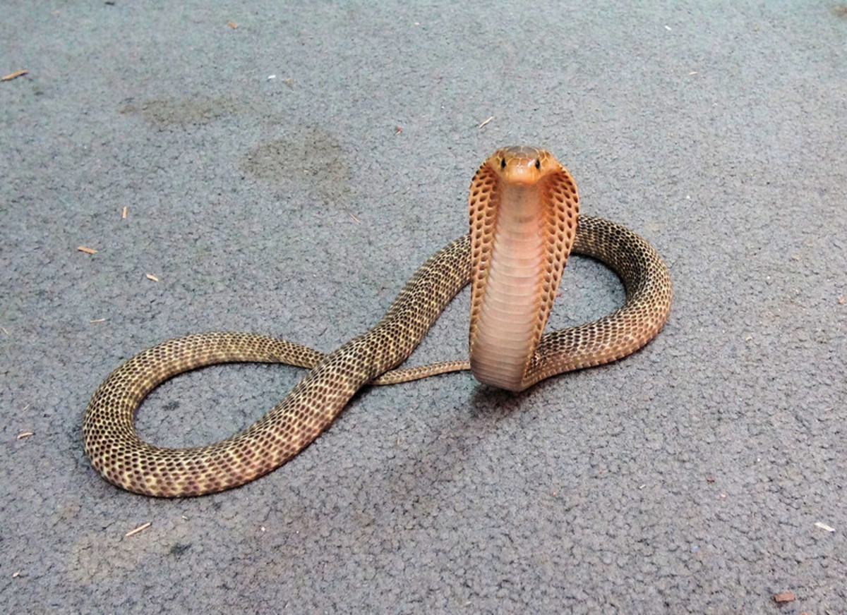 Among the cobra species, the Philippine cobra has the most deadly venom. This cobra can spit its venom to a height of up to 3 meters and hit its target perfectly...