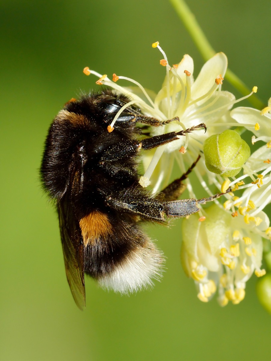 Bumble Bee Behavior: Surprising Capabilities of Small Brains - Owlcation