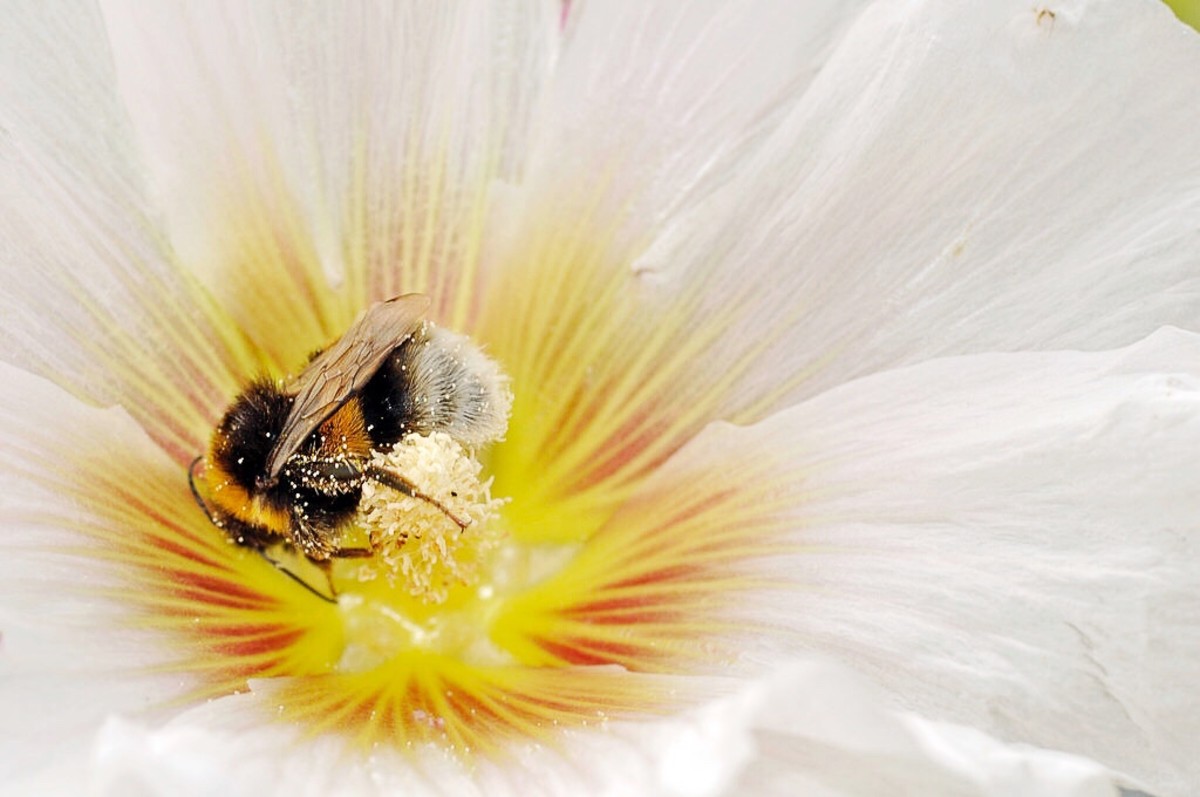 Bombus terrestris has been used in experiments related to the ability of bees to learn.