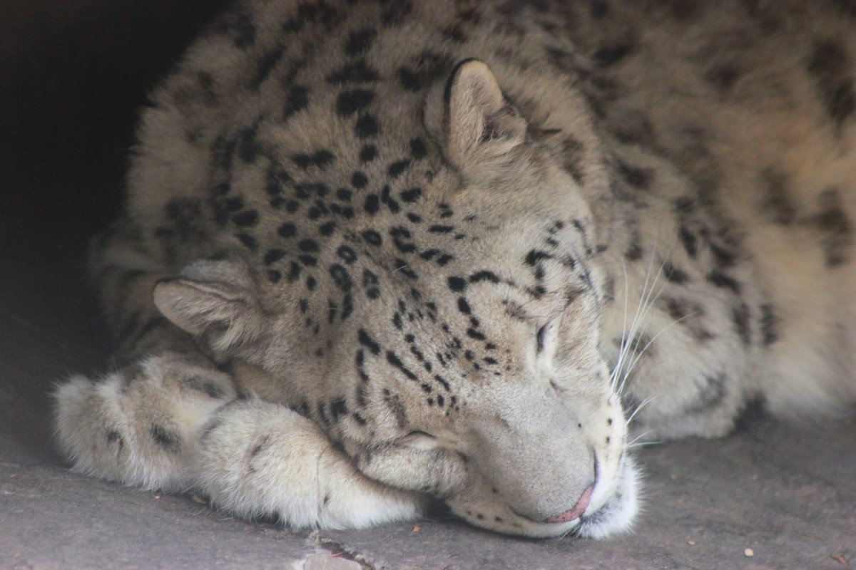 Sleeping snow leopard