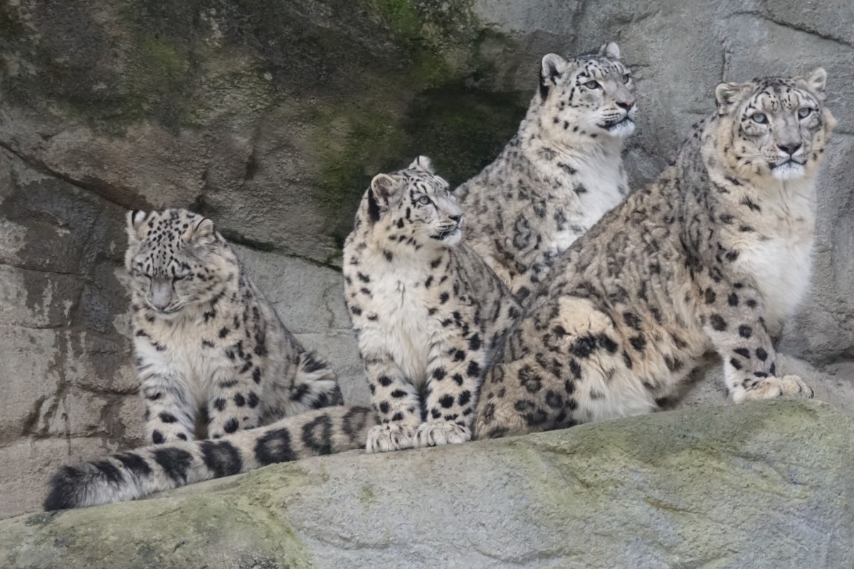 Group of snow leopards