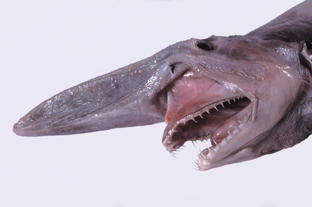 Goblin sharks look like they belong in another dimension!