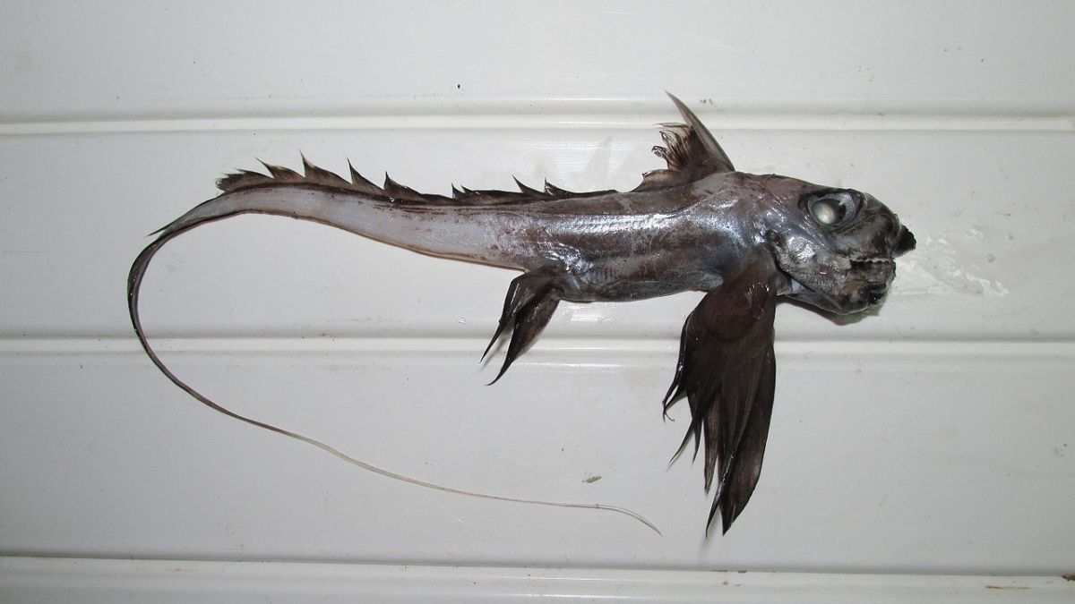 This chimaera is still terrifying despite being fairly dead.