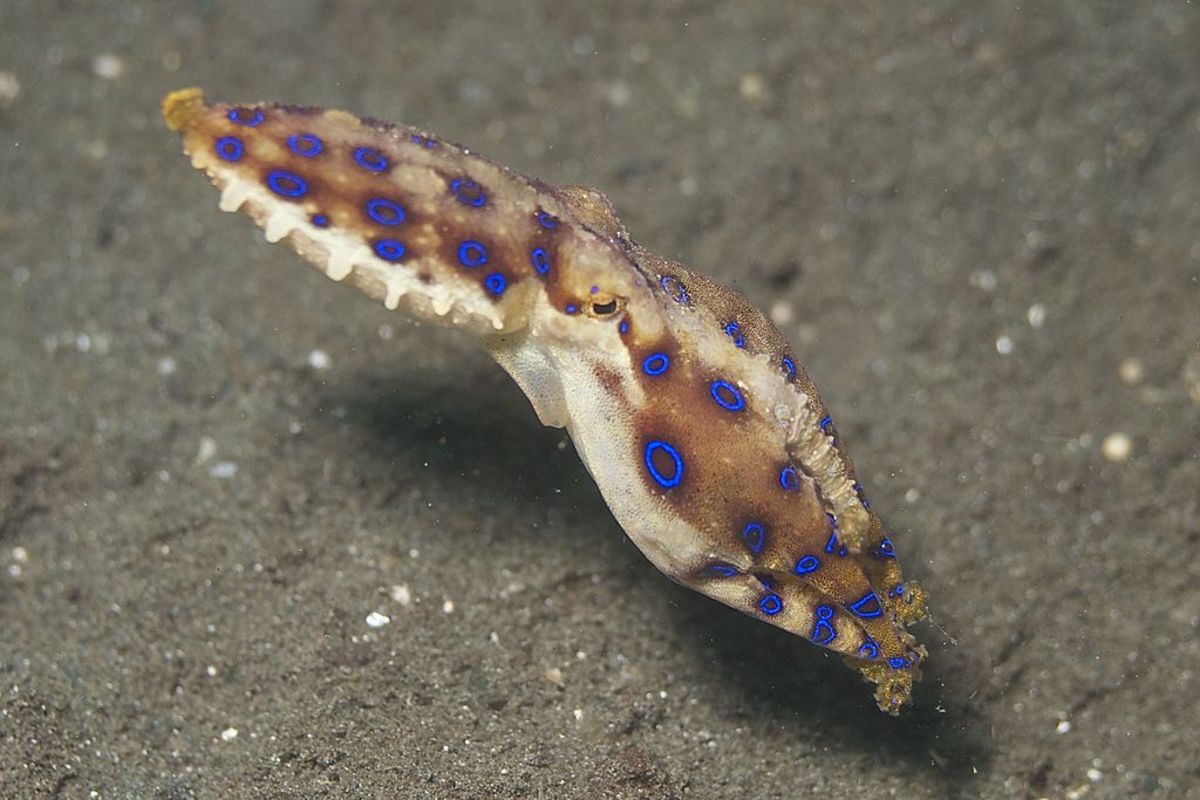 The blue-ringed octopus doesn't look all that imposing, but it has a deadly secret weapon.