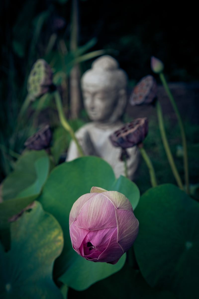 A budding lotus flower. 