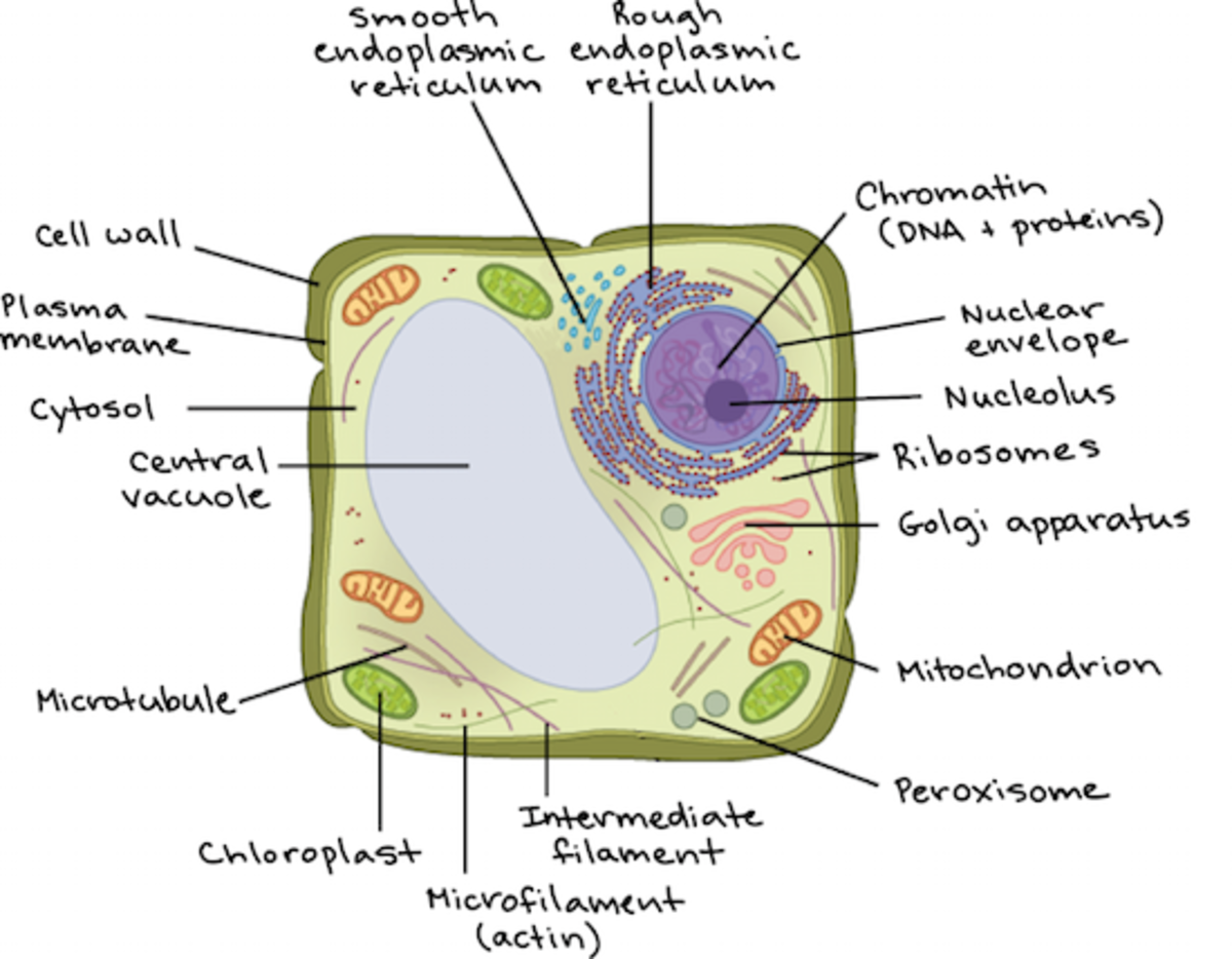 Write cell. Plant cell diagram. клетка растения. растительная клетка цитология. plant cell structure.