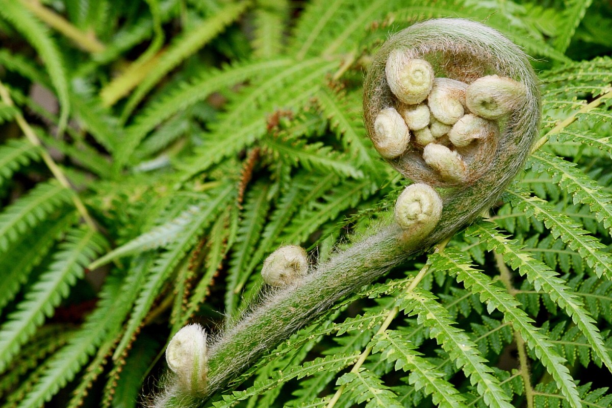 Facts About Ferns And The Western Sword Fern Owlcation