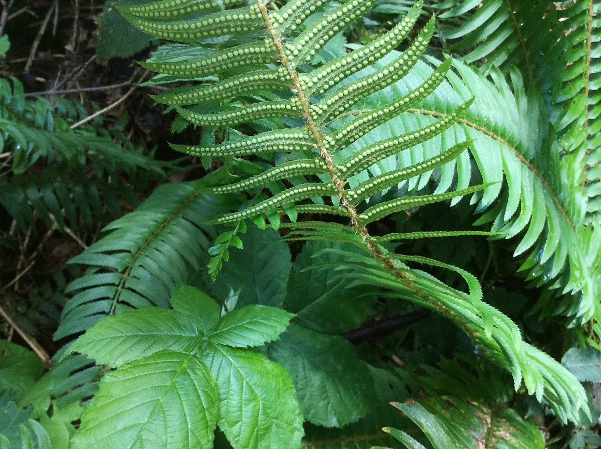 Facts About Ferns and the Western Sword Fern Owlcation