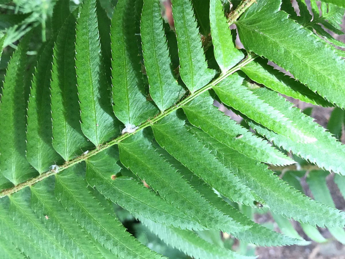 A close-up view of the pinnae of a sword fern