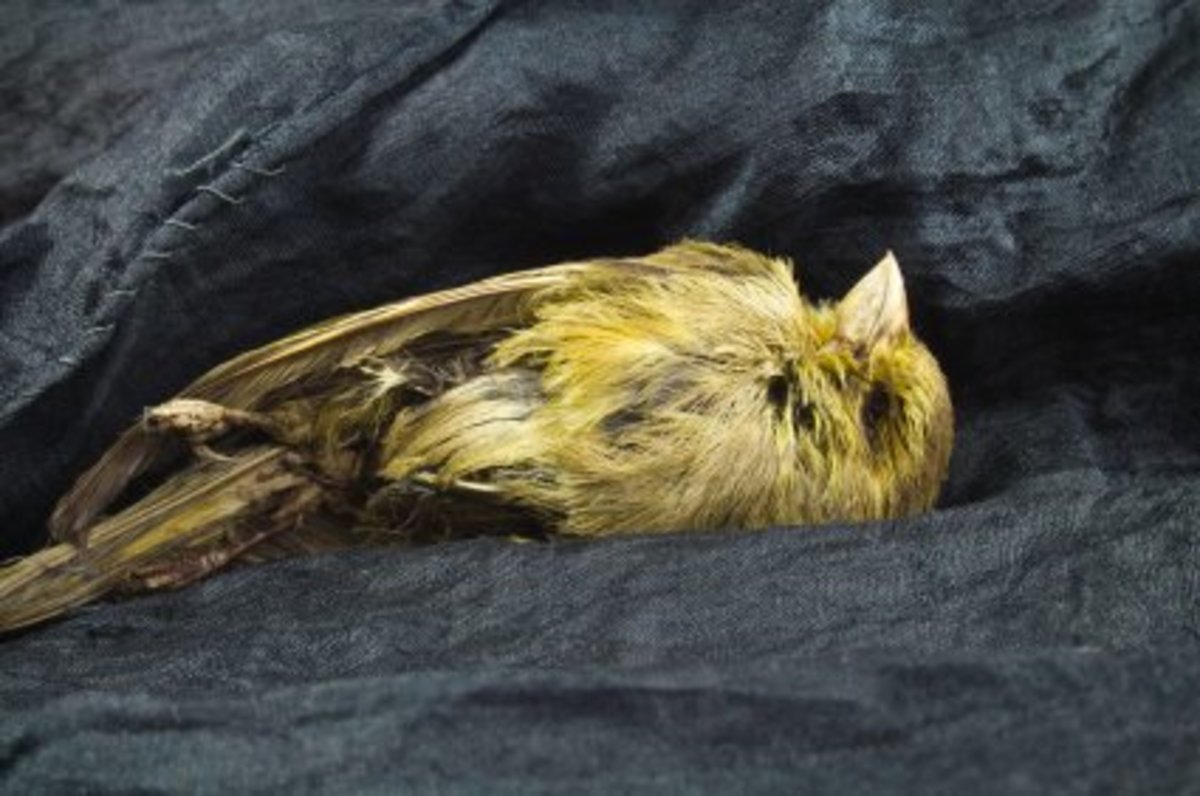 The Irony of Trifles A Look Into Susan Glaspell's Play "Trifles