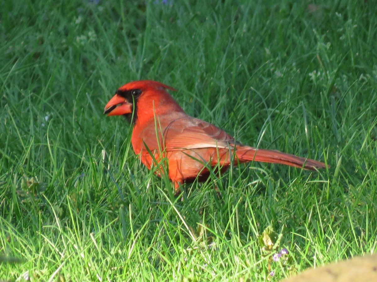 How to Attract Cardinals to Your Garden or Yard Owlcation