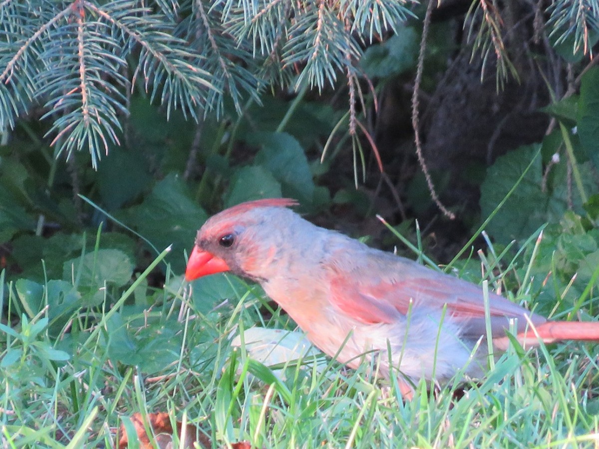 In addition to eating seeds and fruit, cardinals will forage for insects in your yard.