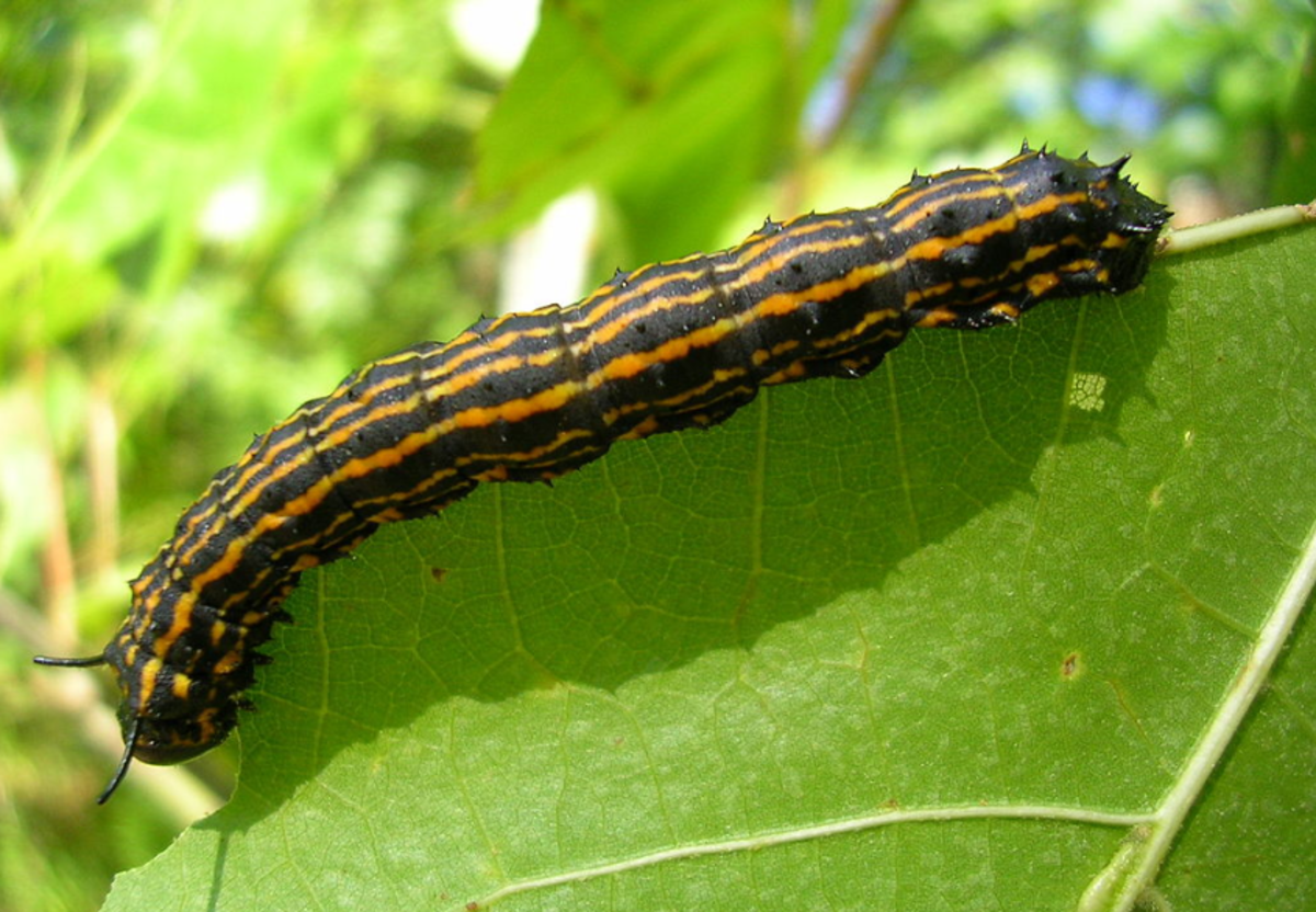 Striped Caterpillars: An Identification Guide (With Photos)