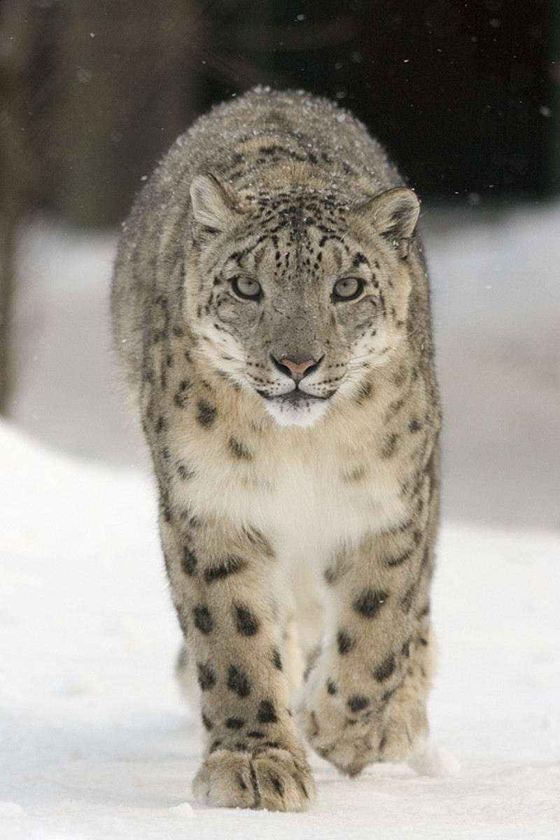 top-10-facts-about-snow-leopard
