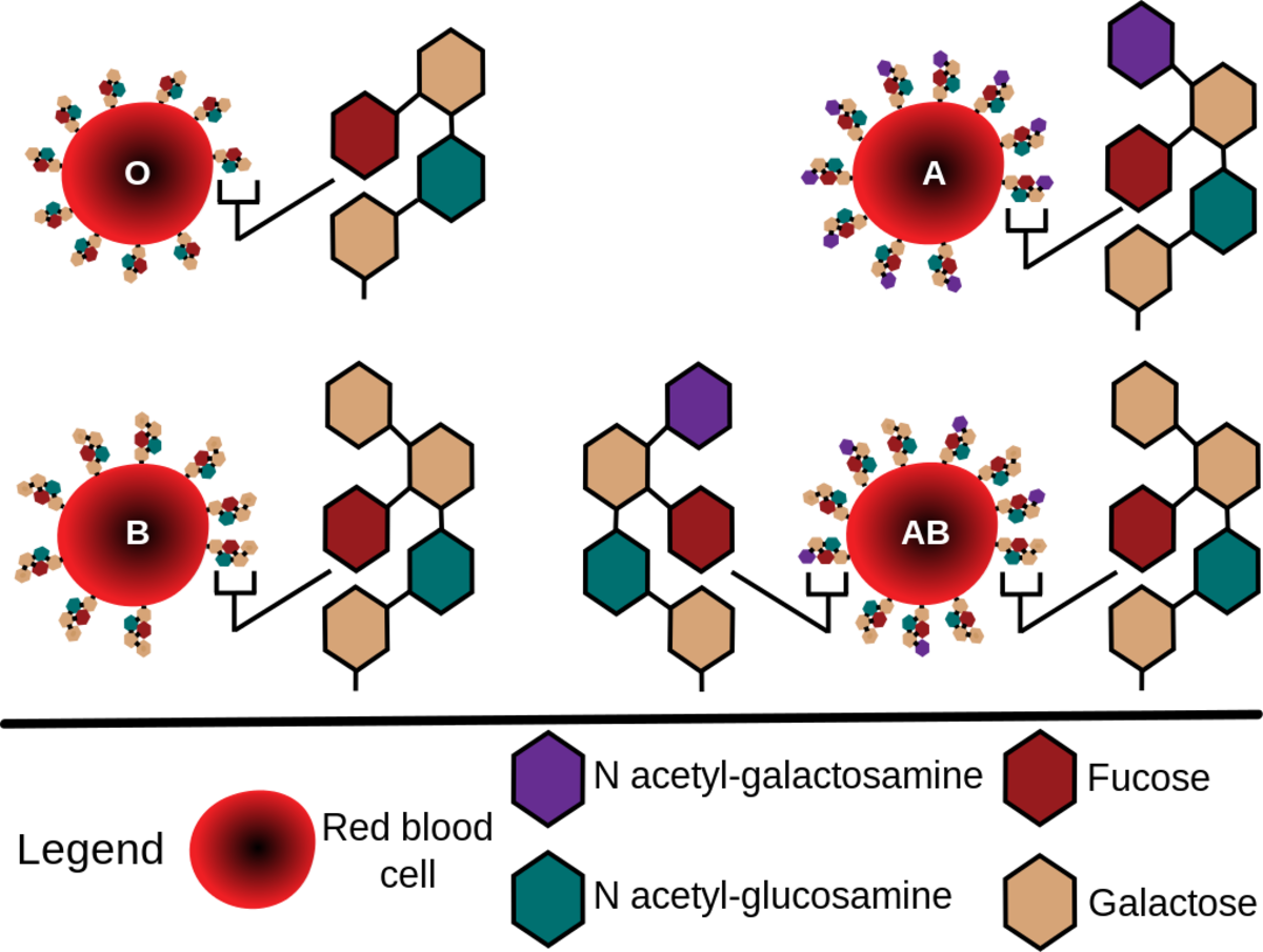 Blood Type Facts And Producing Type O With Microbe Enzymes - Owlcation