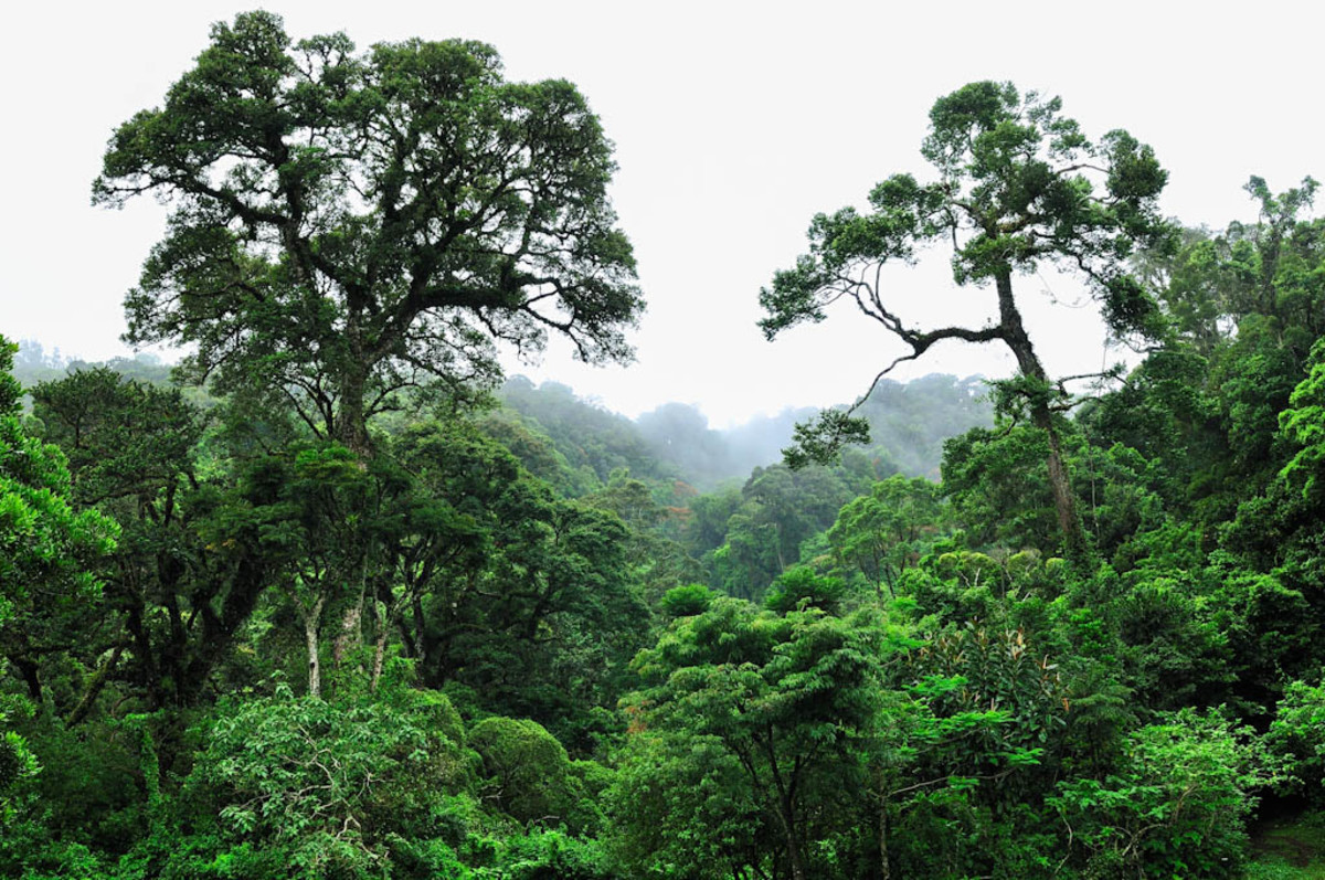 The emergent layer of a rainforest