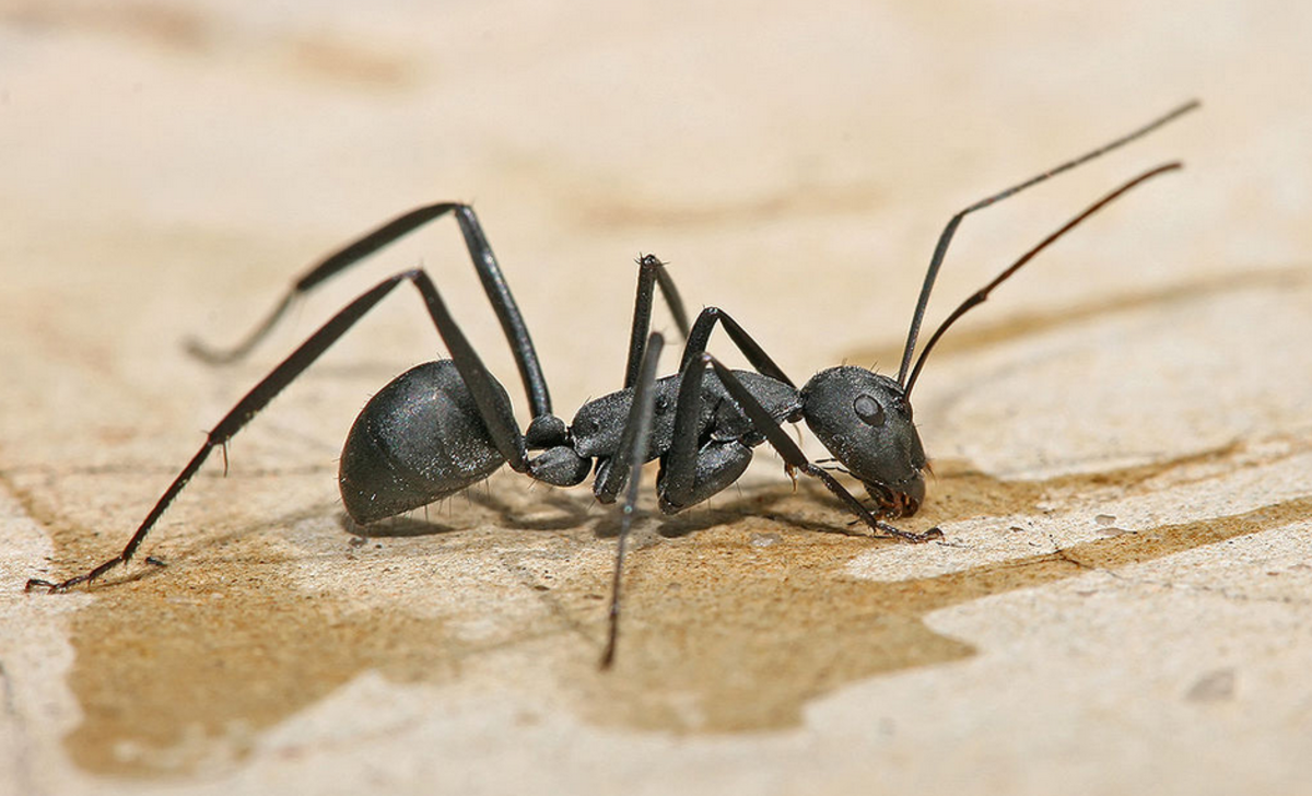 ant-identification