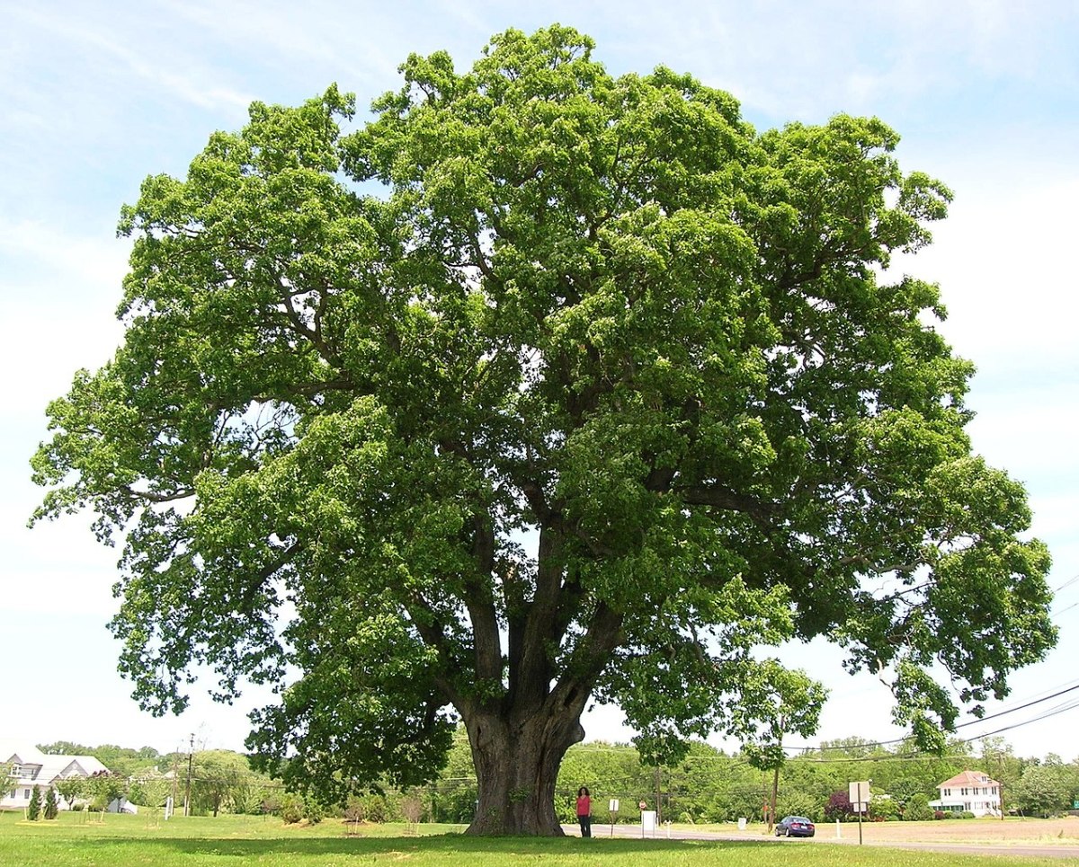 A beautiful white oak tree