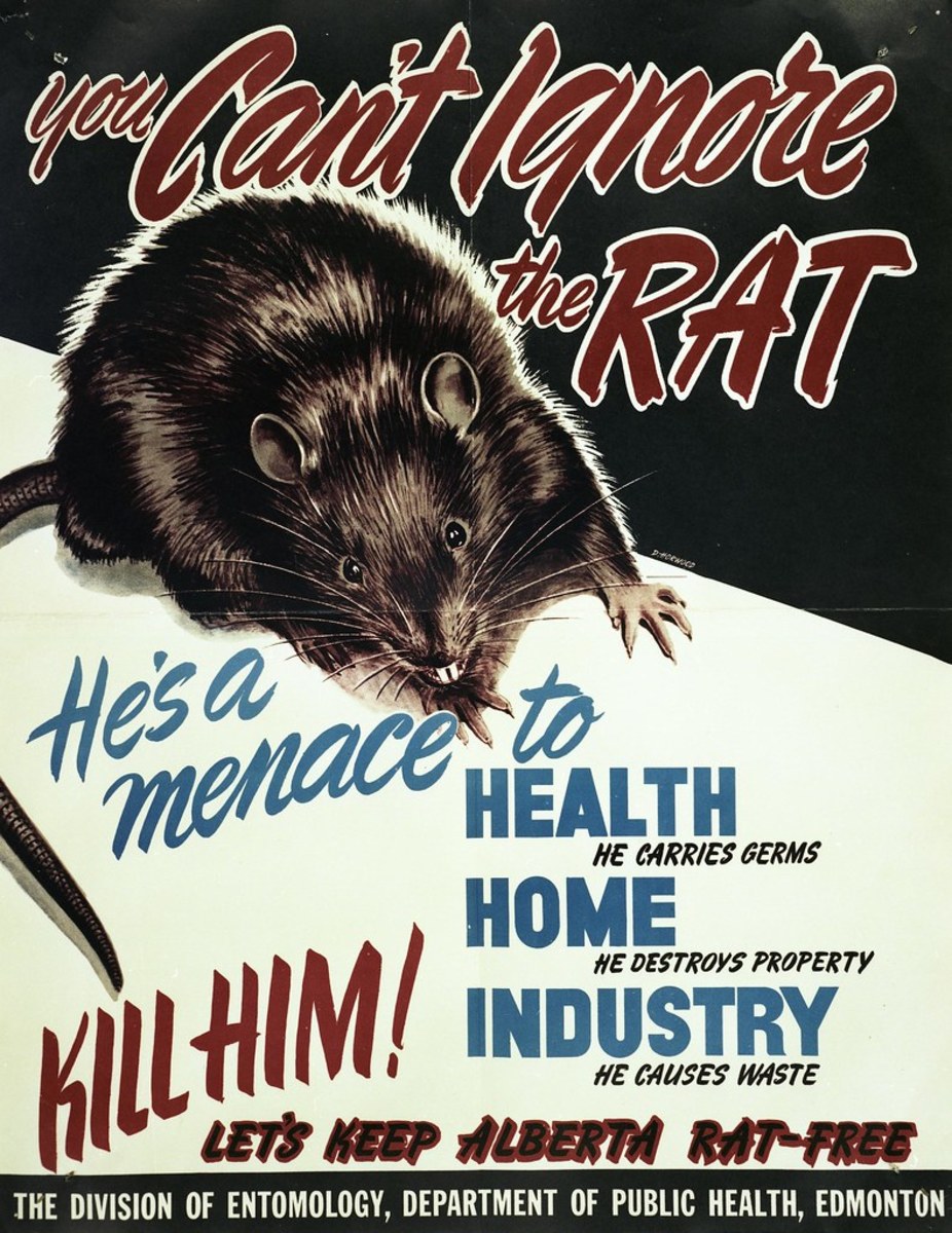 rats-the-bad-and-the-good