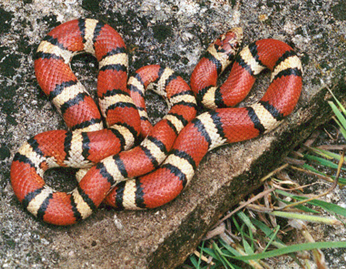 The milk snake's costume is all an act to scare away potential predators. 