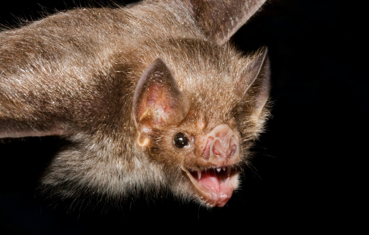 You are much more likely to die from a bee sting or dog attack than from a vampire bat bite.