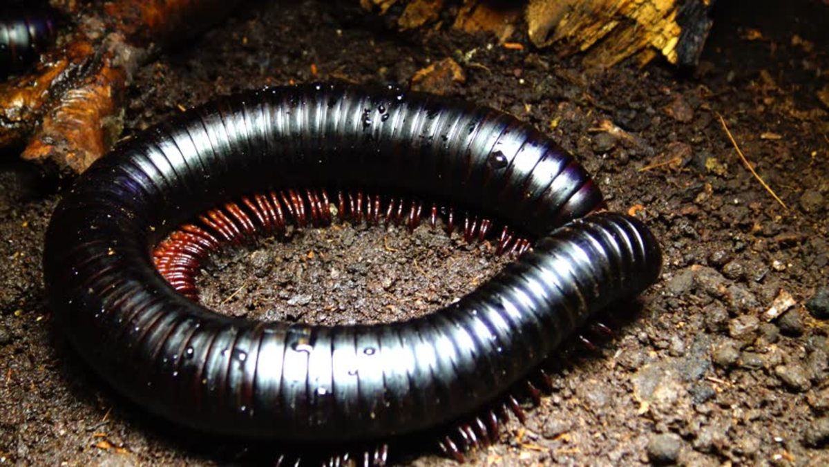 African Giant Black Millipedes are beautiful, extremely docile, moisture-loving giants that make the perfect pet arthropod!