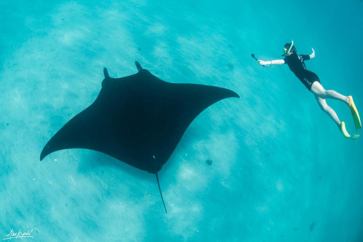 The Manta Ray is harmless to humans although they belong to the same group as sharks with their cartilaginous skeletons.