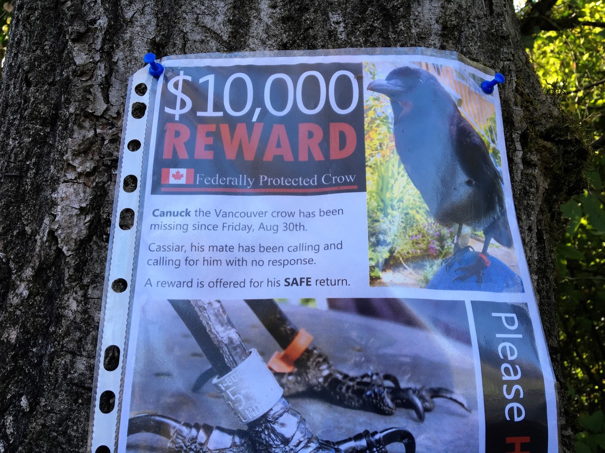 A poster about Canuck on a tree near my home