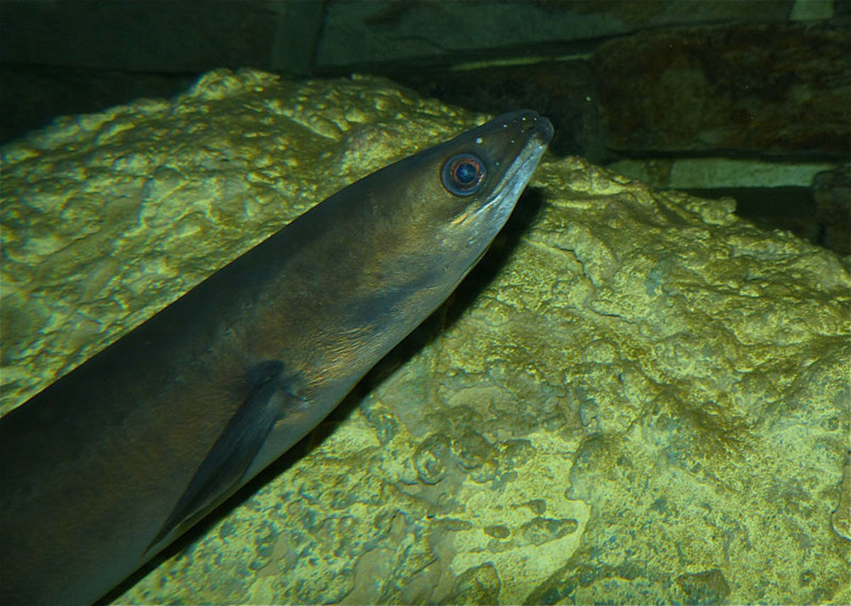 The European eel.