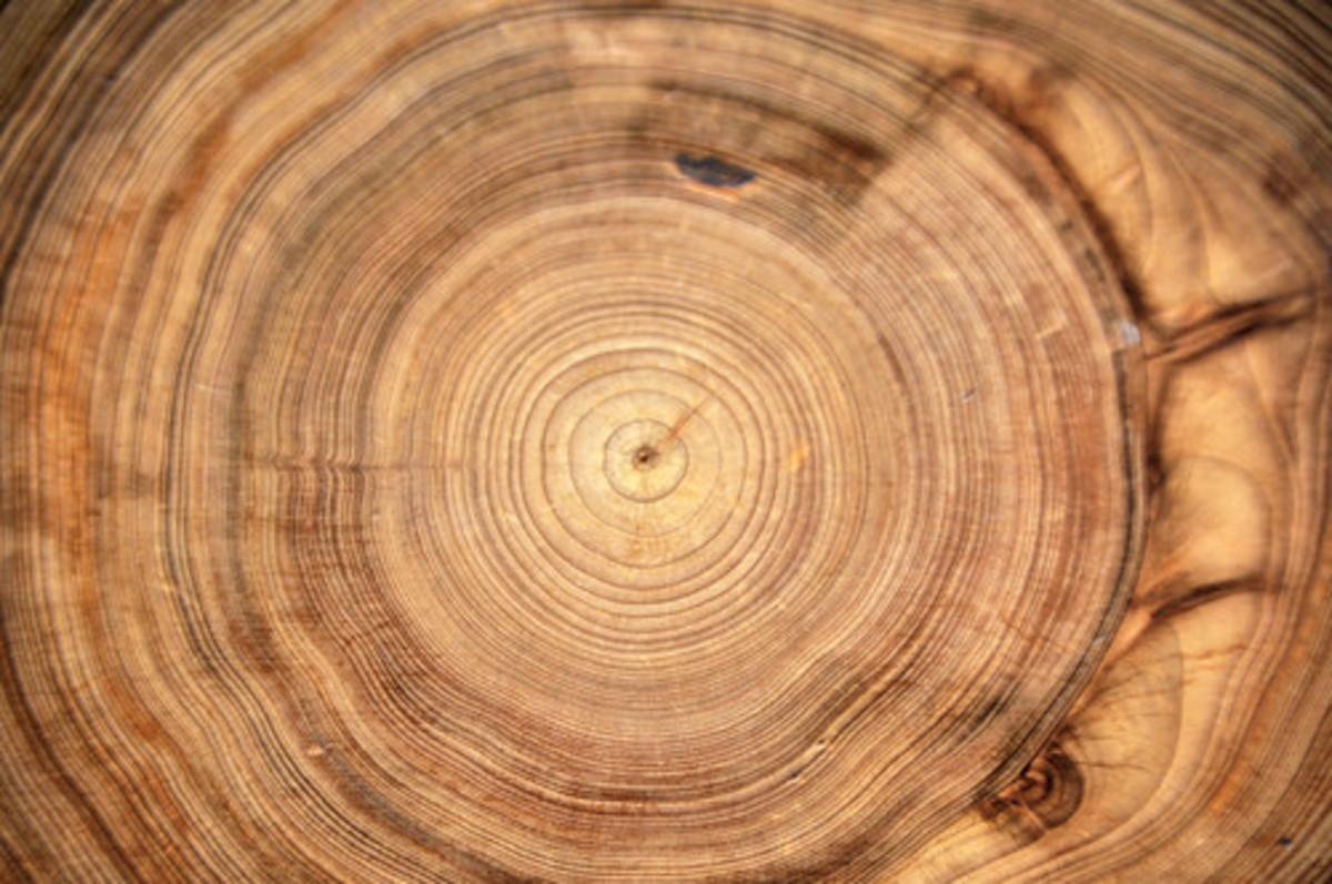 Tree rings can reveal the history of a tree or even an entire forest.