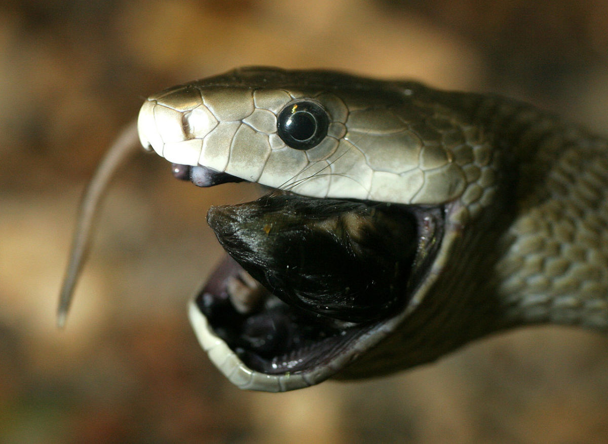 Black Mamba swallowing its prey whole. Notice how the animal's mouth and jaw extend outwards to accommodate large meals.