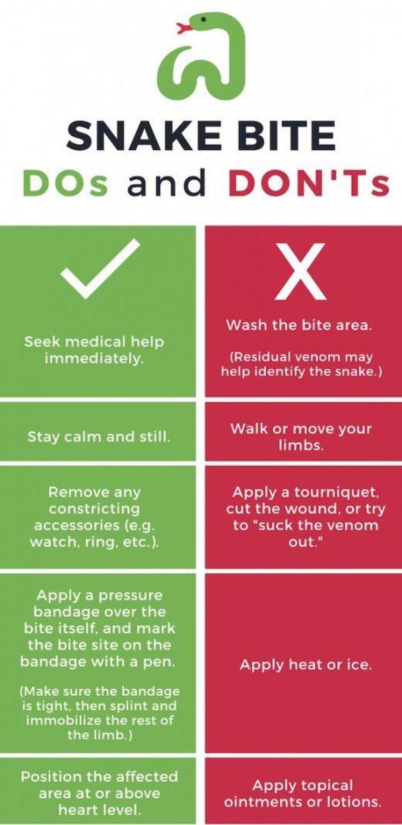 If you are bitten by a snake, it is essential that you follow these basic medical guidelines to prevent long-term complications or death.