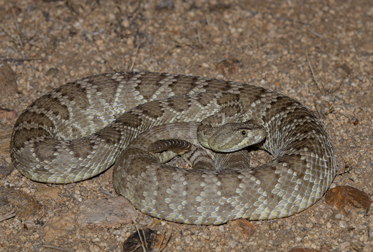 The Mojave Green Rattlesnake; the most dangerous snake in North America.