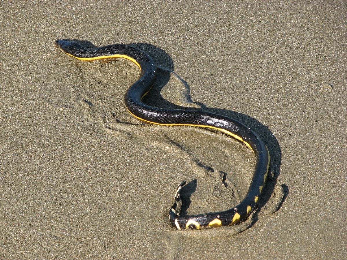 The Yellow-Bellied Sea Snake. As its name implies, the snake possesses a bright yellow underbelly that contrasts sharply with its darkened back.