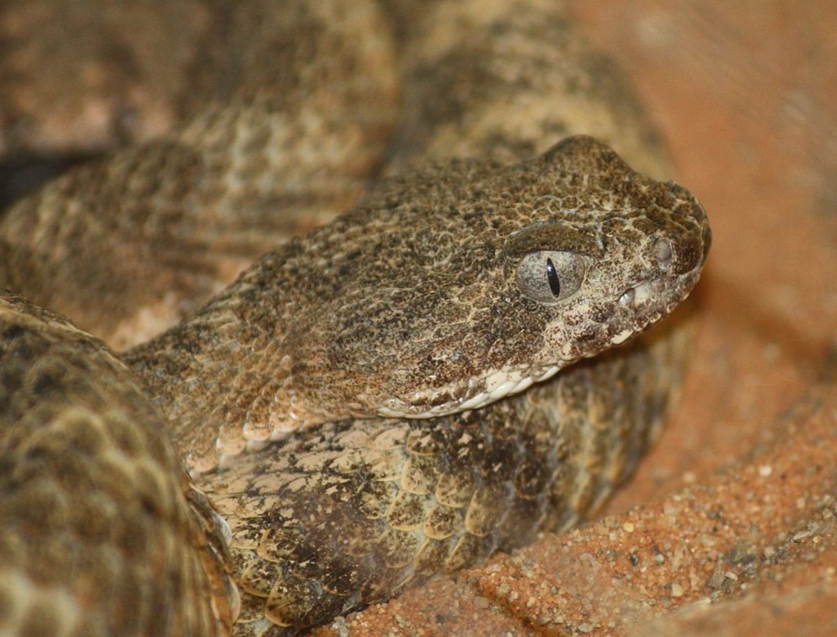 The notorious Tiger Rattlesnake hunting potential prey.