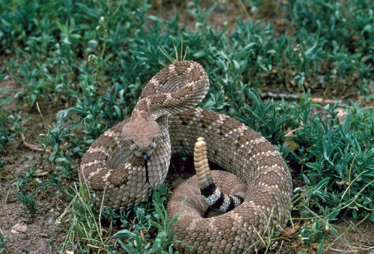 The extremely dangerous Western Diamondback Rattlesnake.