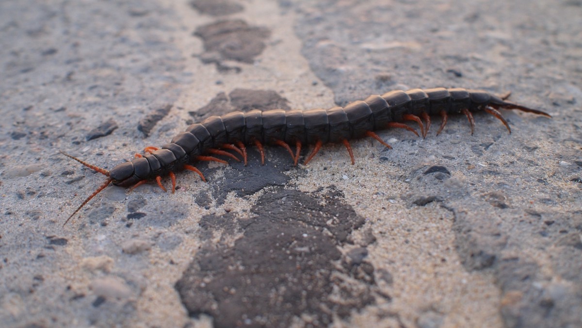 Centipede|Kankhajoora