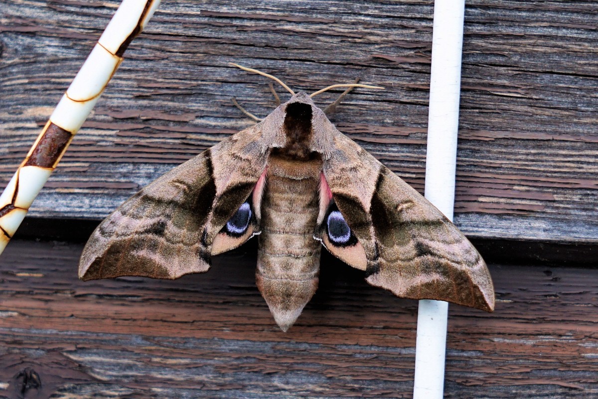 Moth|Patangaa