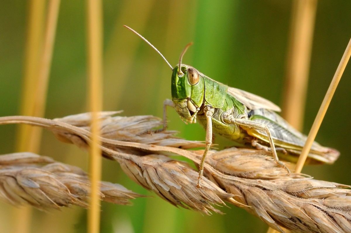 Locust|Tiddi