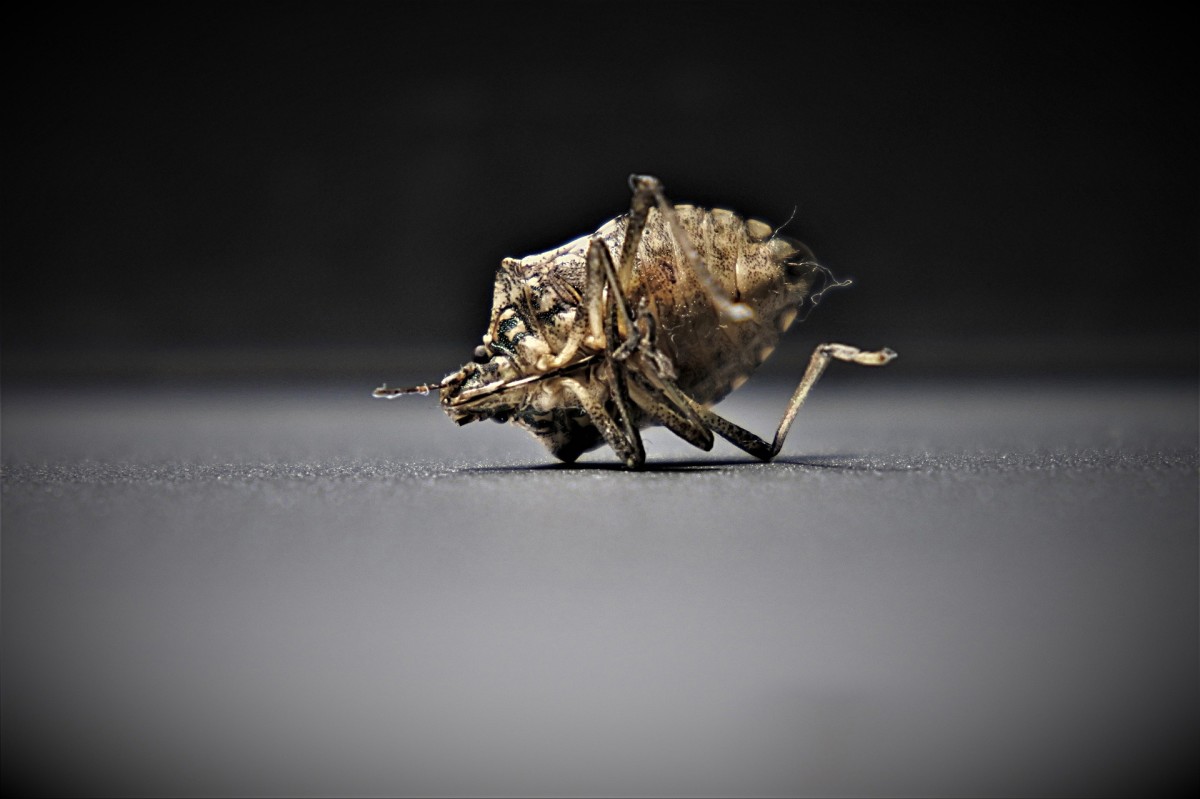 Bedbug|Khatmal